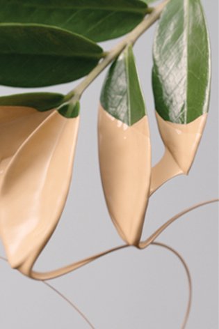 Green Edition - Illustrative picture of leaf