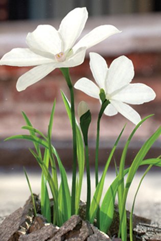 Green Edition - Illustrative picture of flowers